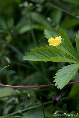 Flower and leaves